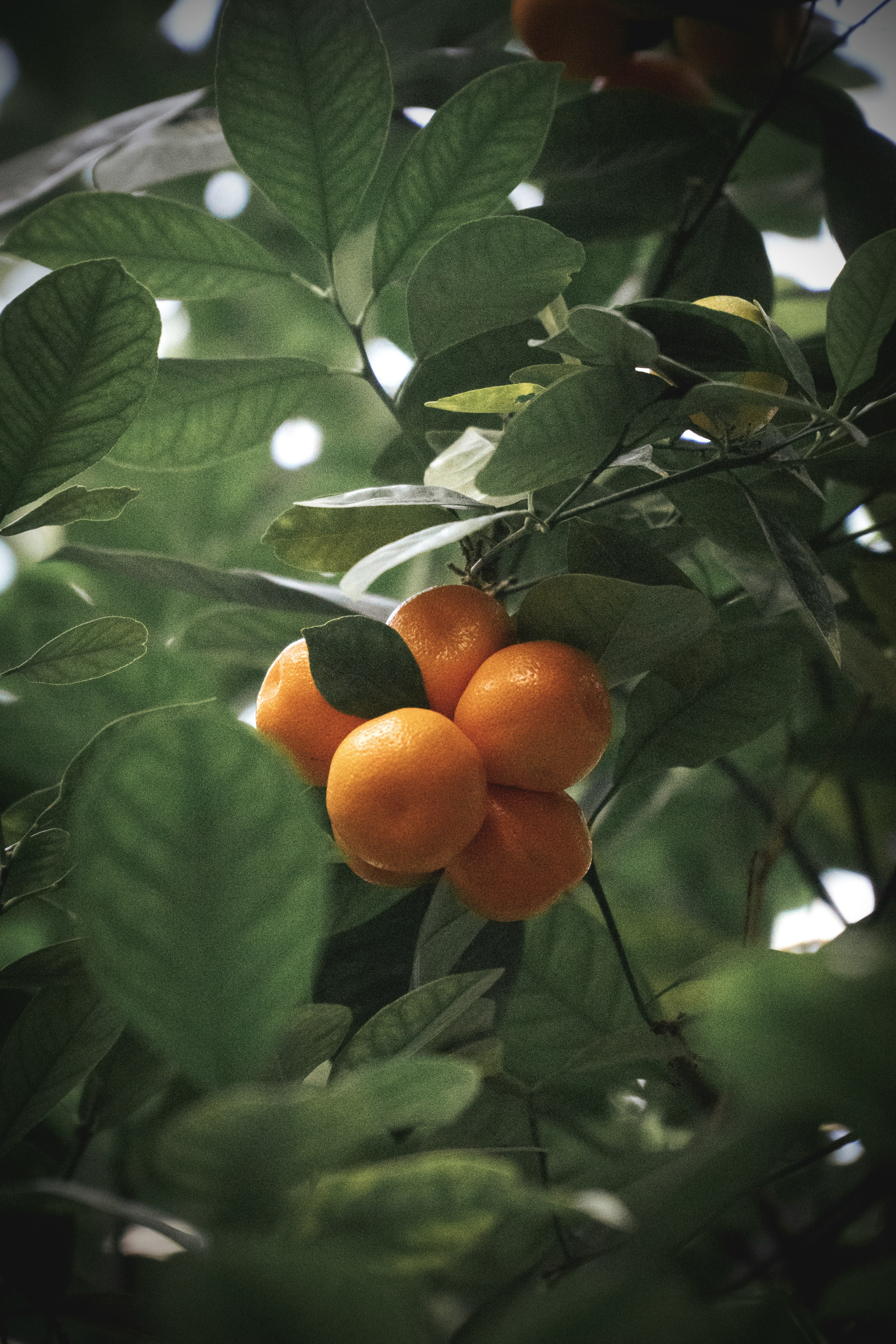 合江望龙镇橘园